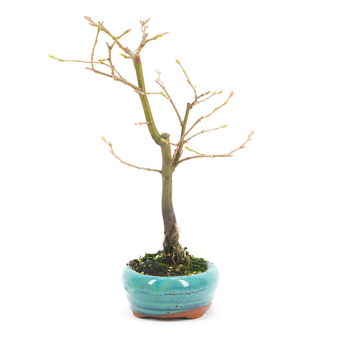 Hainbuche 'Carpinus betulus`