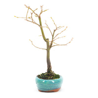 Hainbuche 'Carpinus betulus`