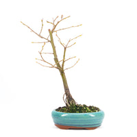 Hainbuche 'Carpinus betulus`