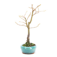 Hainbuche 'Carpinus betulus`