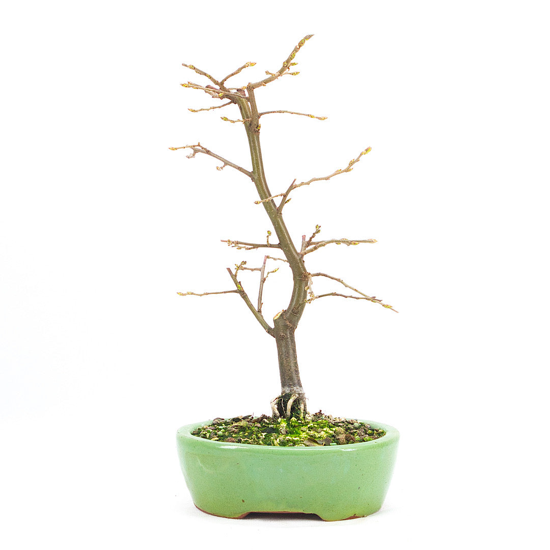 Hainbuche 'Carpinus betulus`