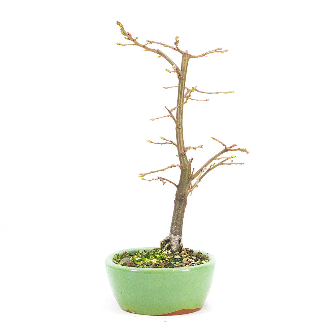 Hainbuche 'Carpinus betulus`