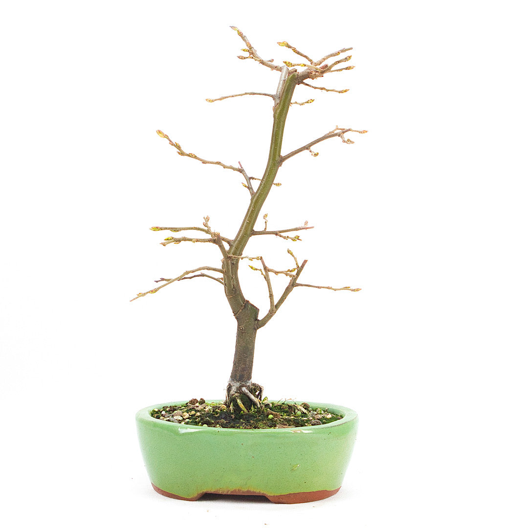 Hainbuche 'Carpinus betulus`