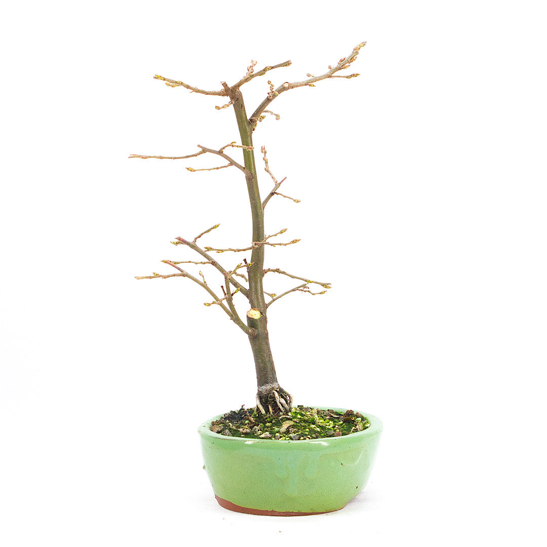 Hainbuche 'Carpinus betulus`