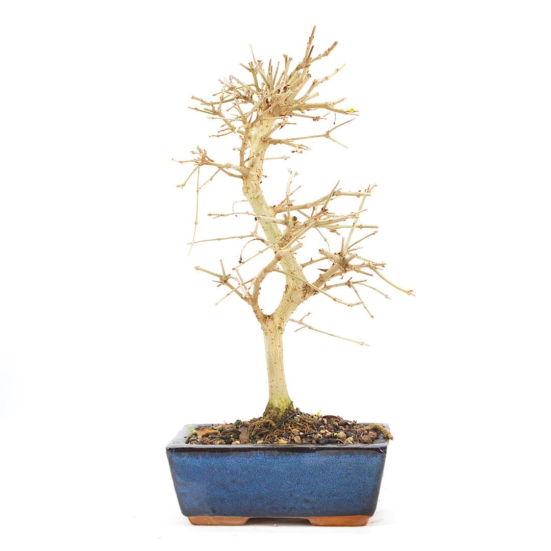 Gewöhnlichen Liguster ‚Ligustrum vulgare‘