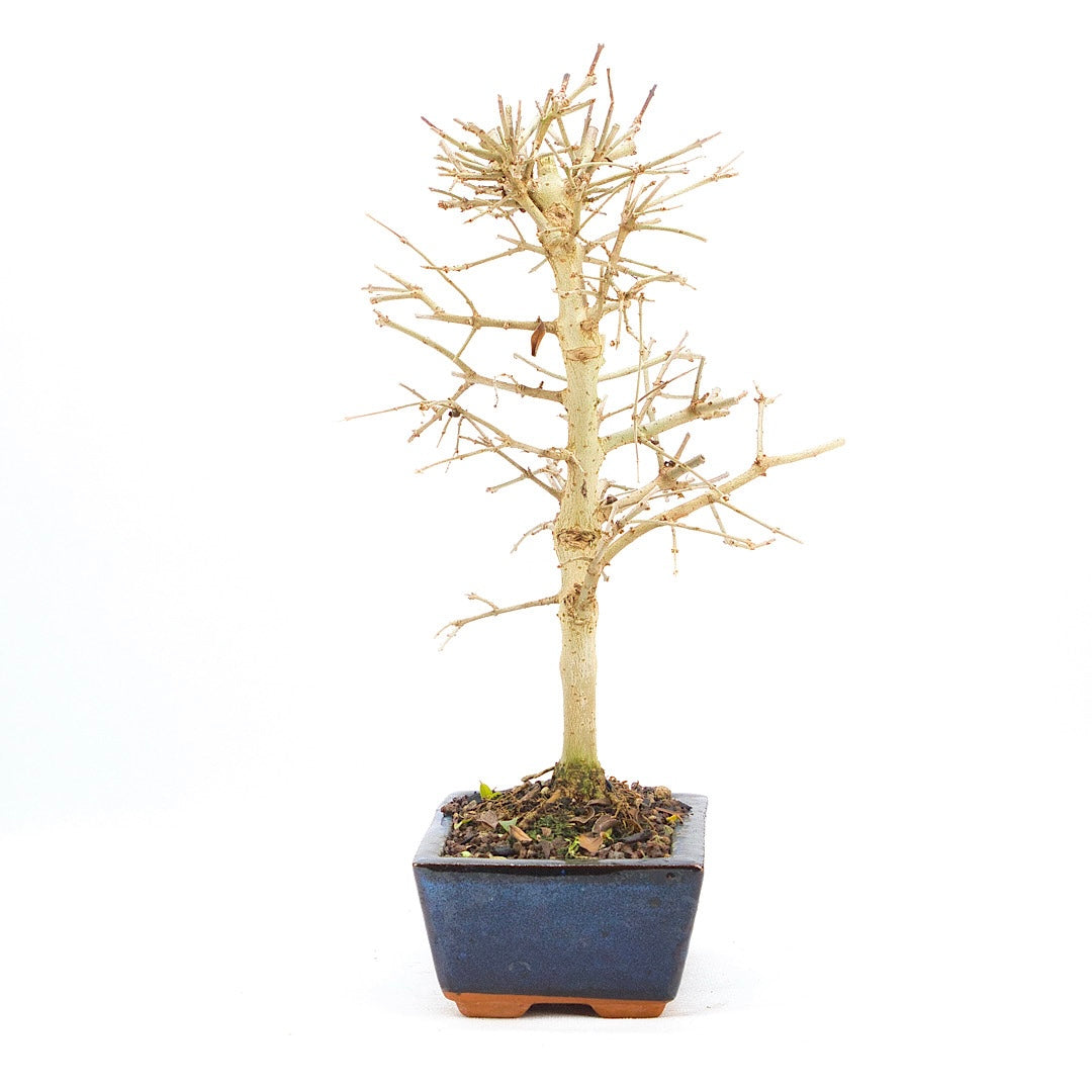 Gewöhnlichen Liguster ‚Ligustrum vulgare‘