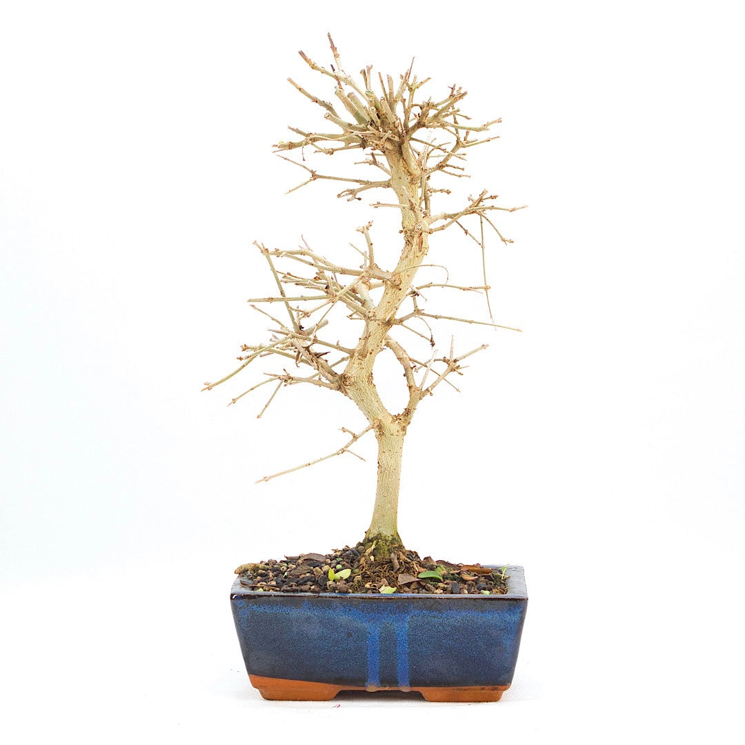 Gewöhnlichen Liguster ‚Ligustrum vulgare‘