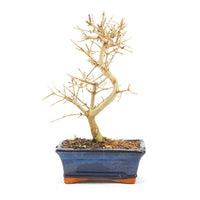 Gewöhnlichen Liguster ‚Ligustrum vulgare‘