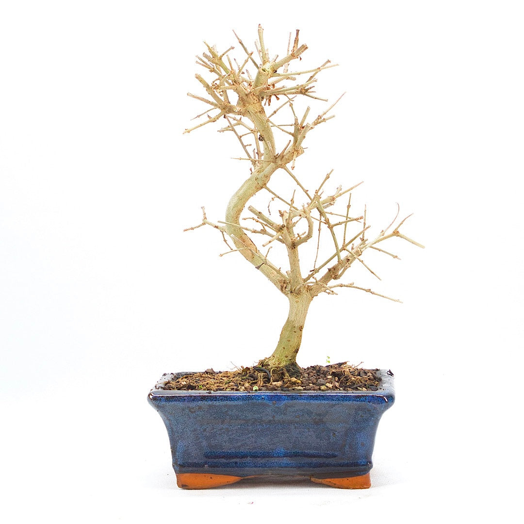 Gewöhnlichen Liguster ‚Ligustrum vulgare‘