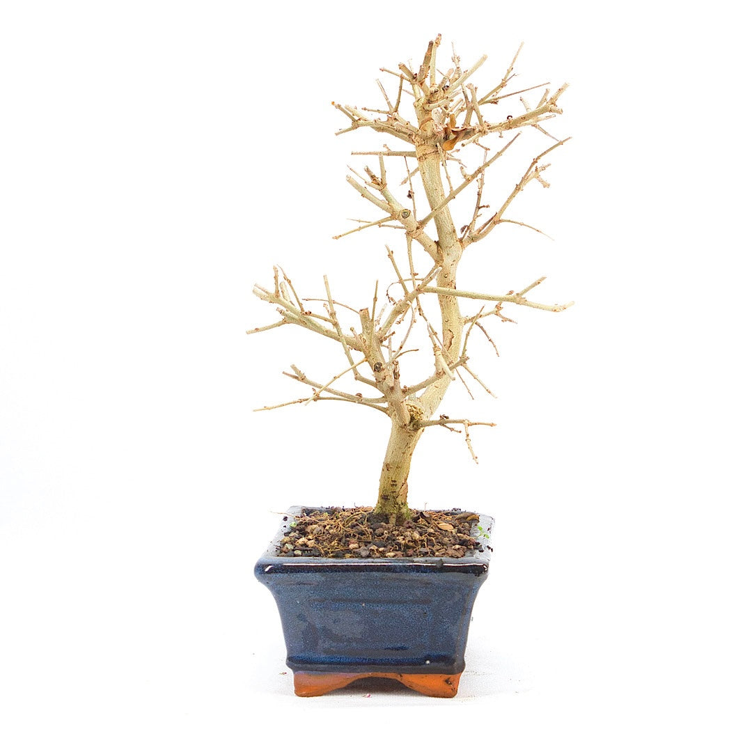 Gewöhnlichen Liguster ‚Ligustrum vulgare‘