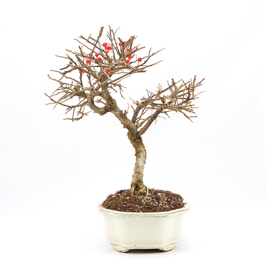 Fächer- Zwergmispel 'Cotoneaster horizontalis'