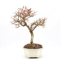 Fächer- Zwergmispel 'Cotoneaster horizontalis'