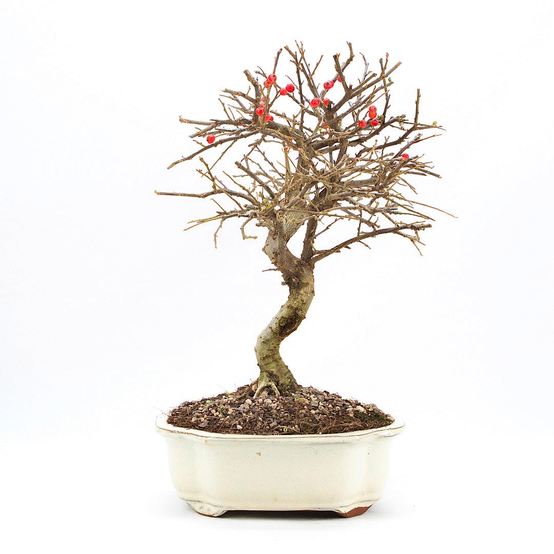 Fächer- Zwergmispel 'Cotoneaster horizontalis'