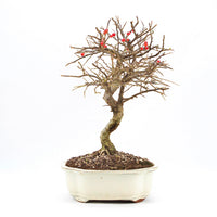 Fächer- Zwergmispel 'Cotoneaster horizontalis'