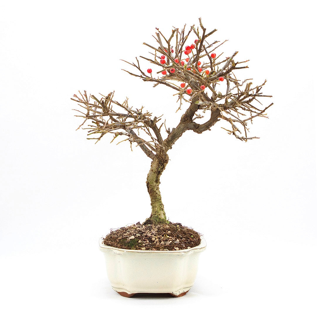 Fächer- Zwergmispel 'Cotoneaster horizontalis'