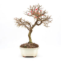 Fächer- Zwergmispel 'Cotoneaster horizontalis'