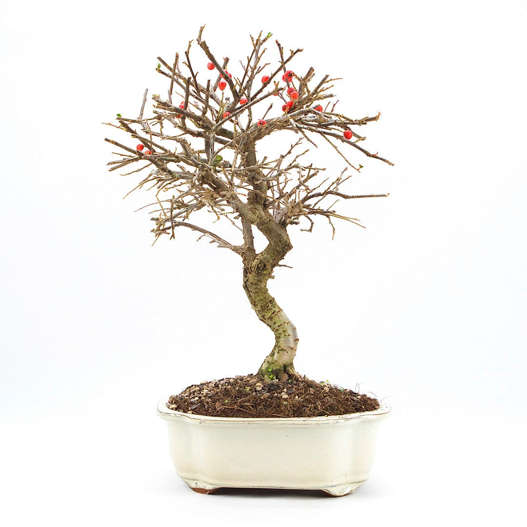 Fächer- Zwergmispel 'Cotoneaster horizontalis'