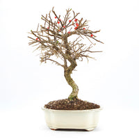 Fächer- Zwergmispel 'Cotoneaster horizontalis'