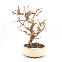 Steinweichsel 'Prunus mahaleb'