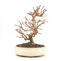 Steinweichsel 'Prunus mahaleb'