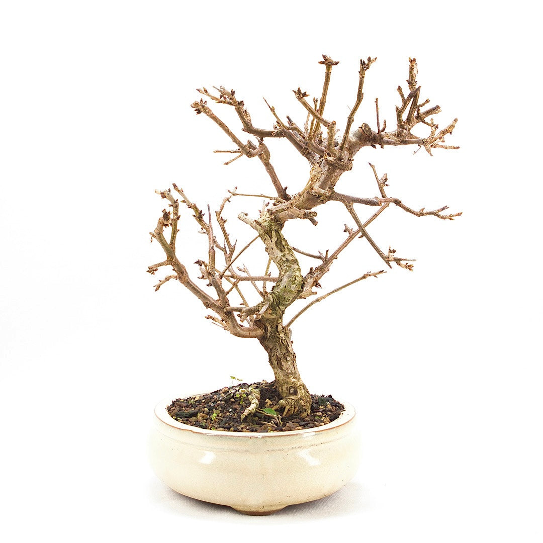 Steinweichsel 'Prunus mahaleb'