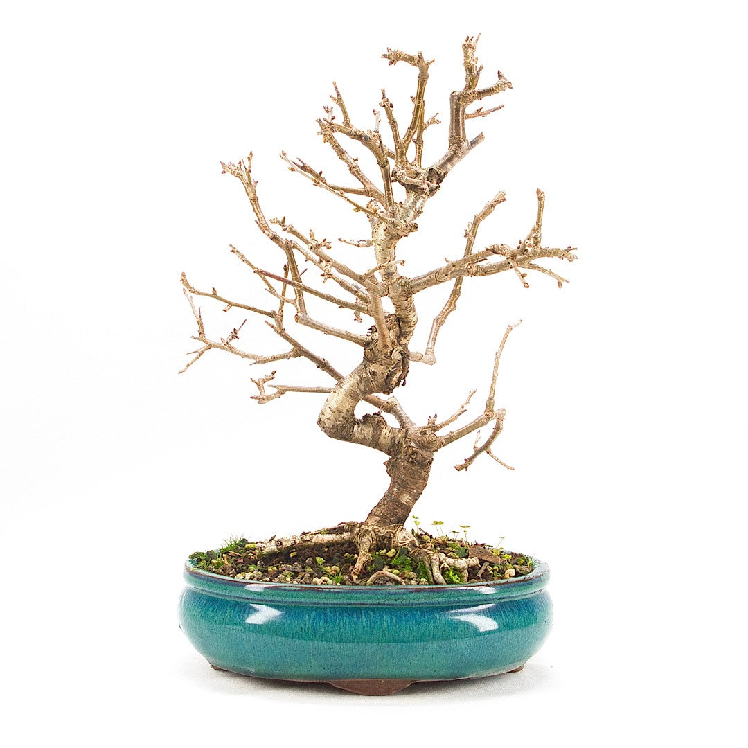 Steinweichsel 'Prunus mahaleb'