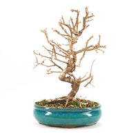 Steinweichsel 'Prunus mahaleb'