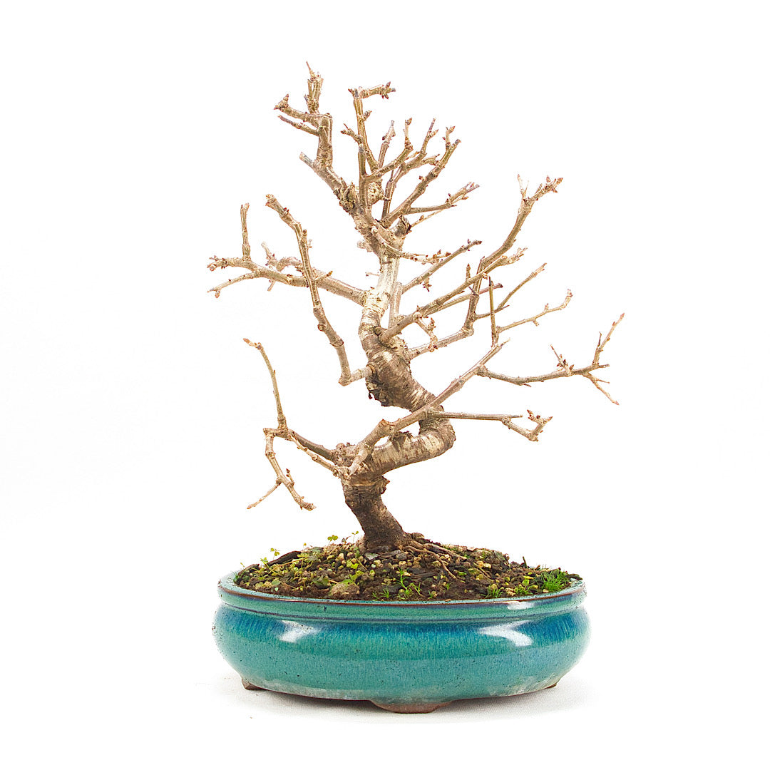 Steinweichsel 'Prunus mahaleb'