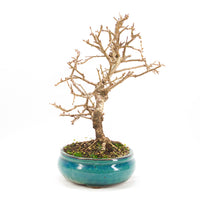 Steinweichsel 'Prunus mahaleb'