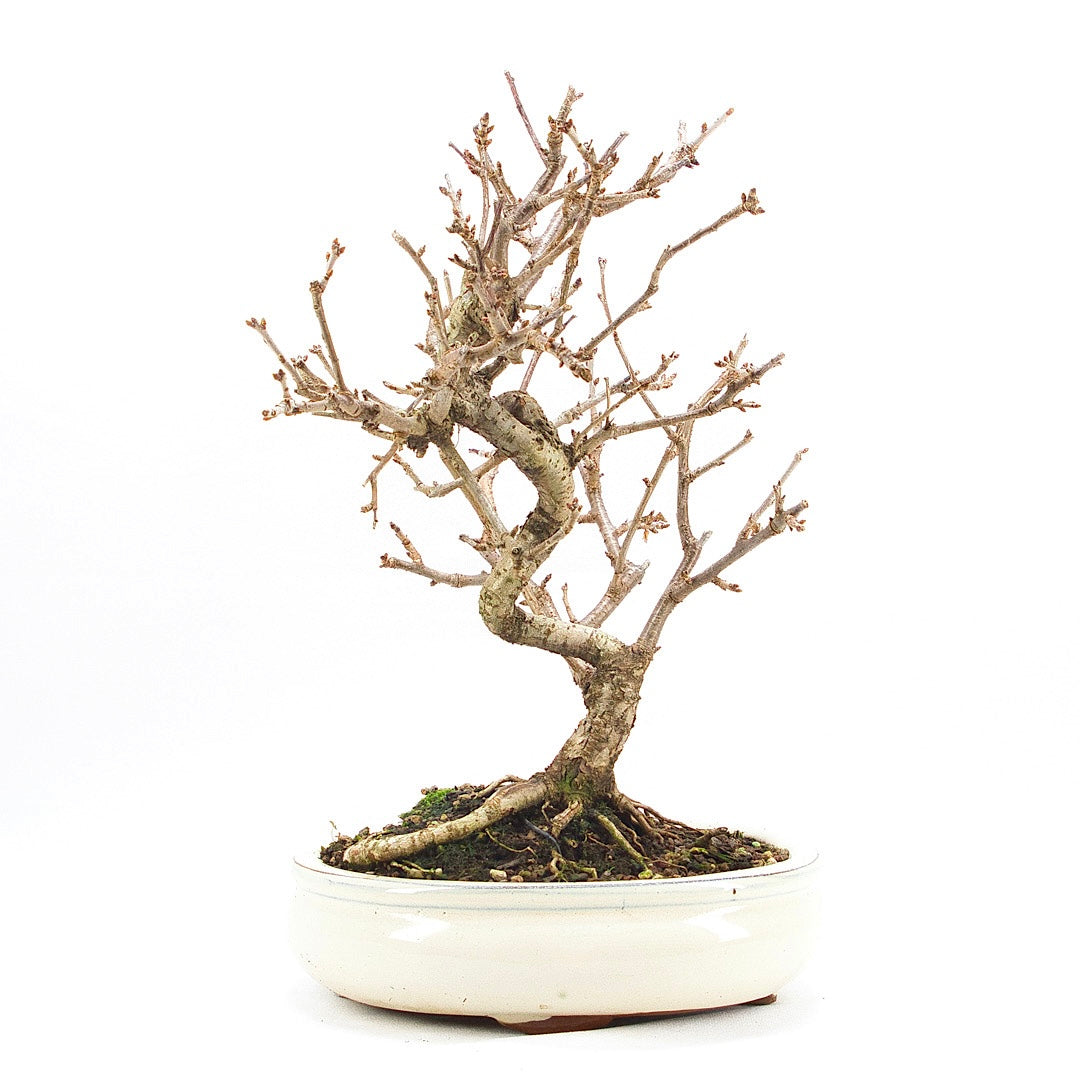 Steinweichsel 'Prunus mahaleb'