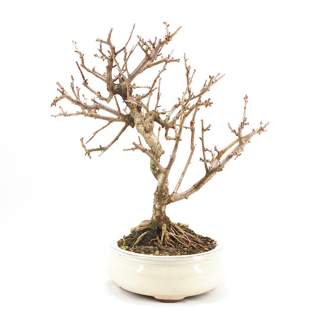 Steinweichsel 'Prunus mahaleb'