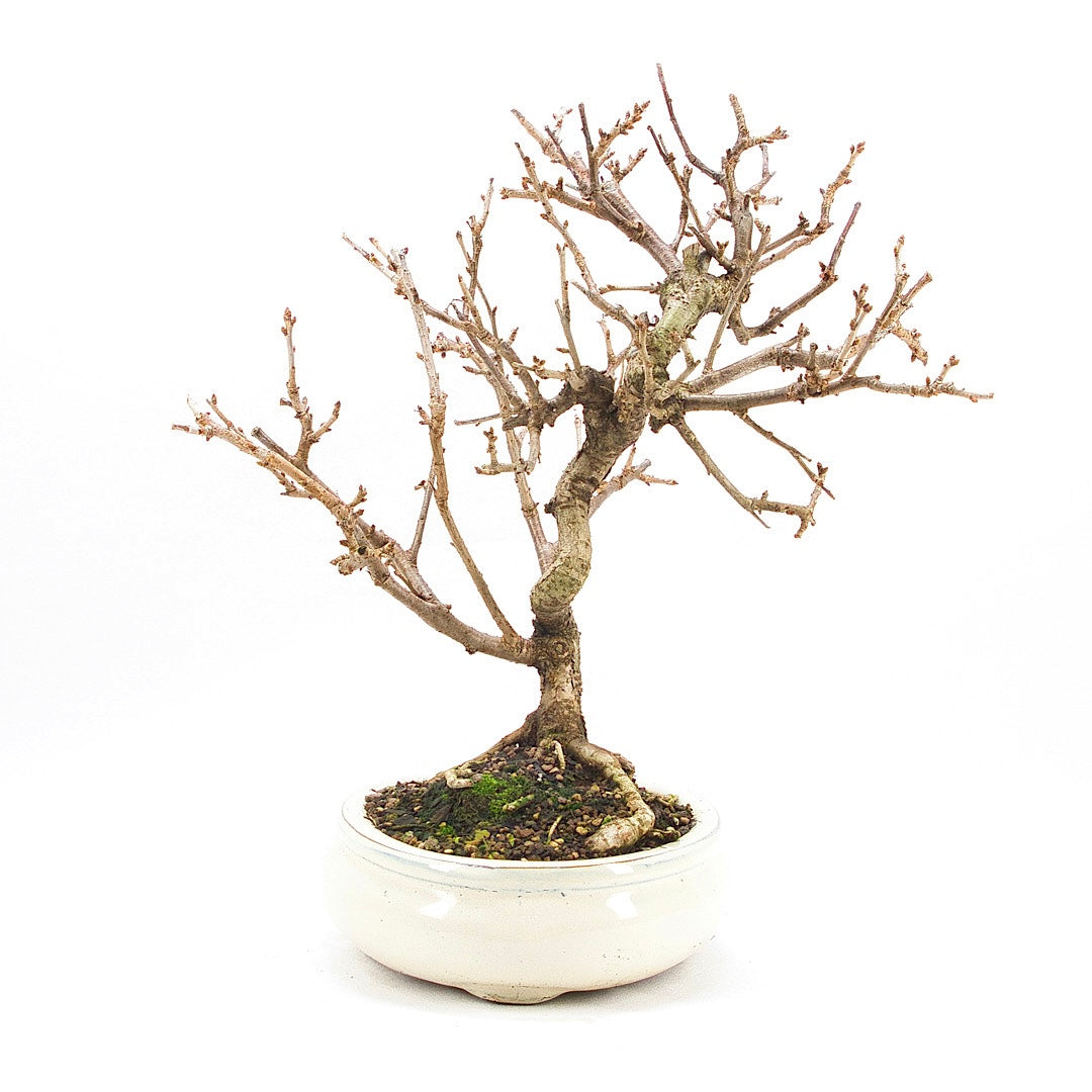 Steinweichsel 'Prunus mahaleb'