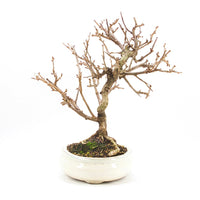 Steinweichsel 'Prunus mahaleb'