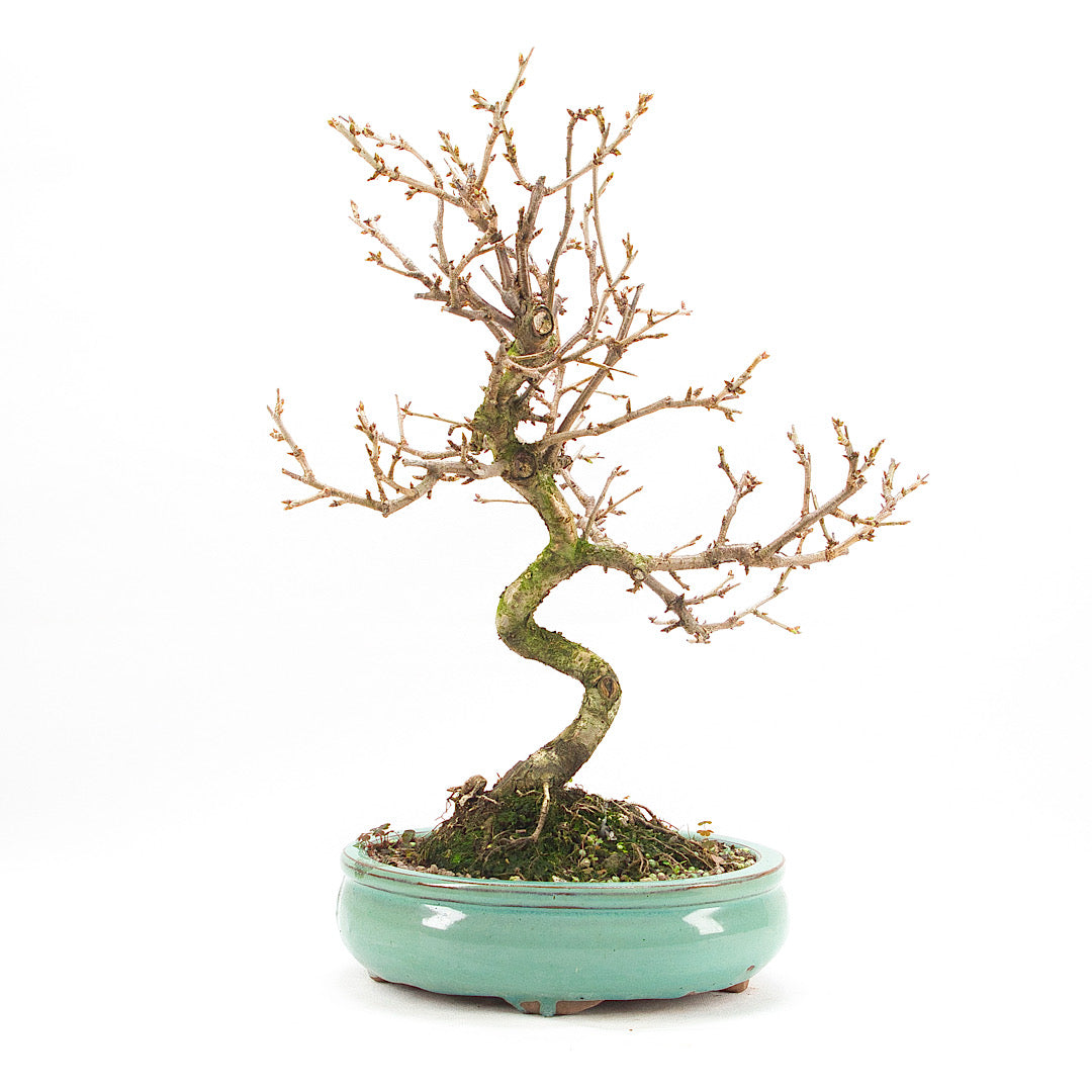 Steinweichsel 'Prunus mahaleb'