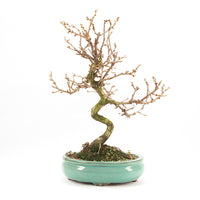 Steinweichsel 'Prunus mahaleb'