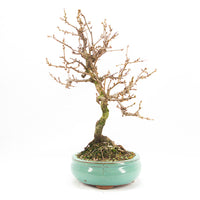 Steinweichsel 'Prunus mahaleb'