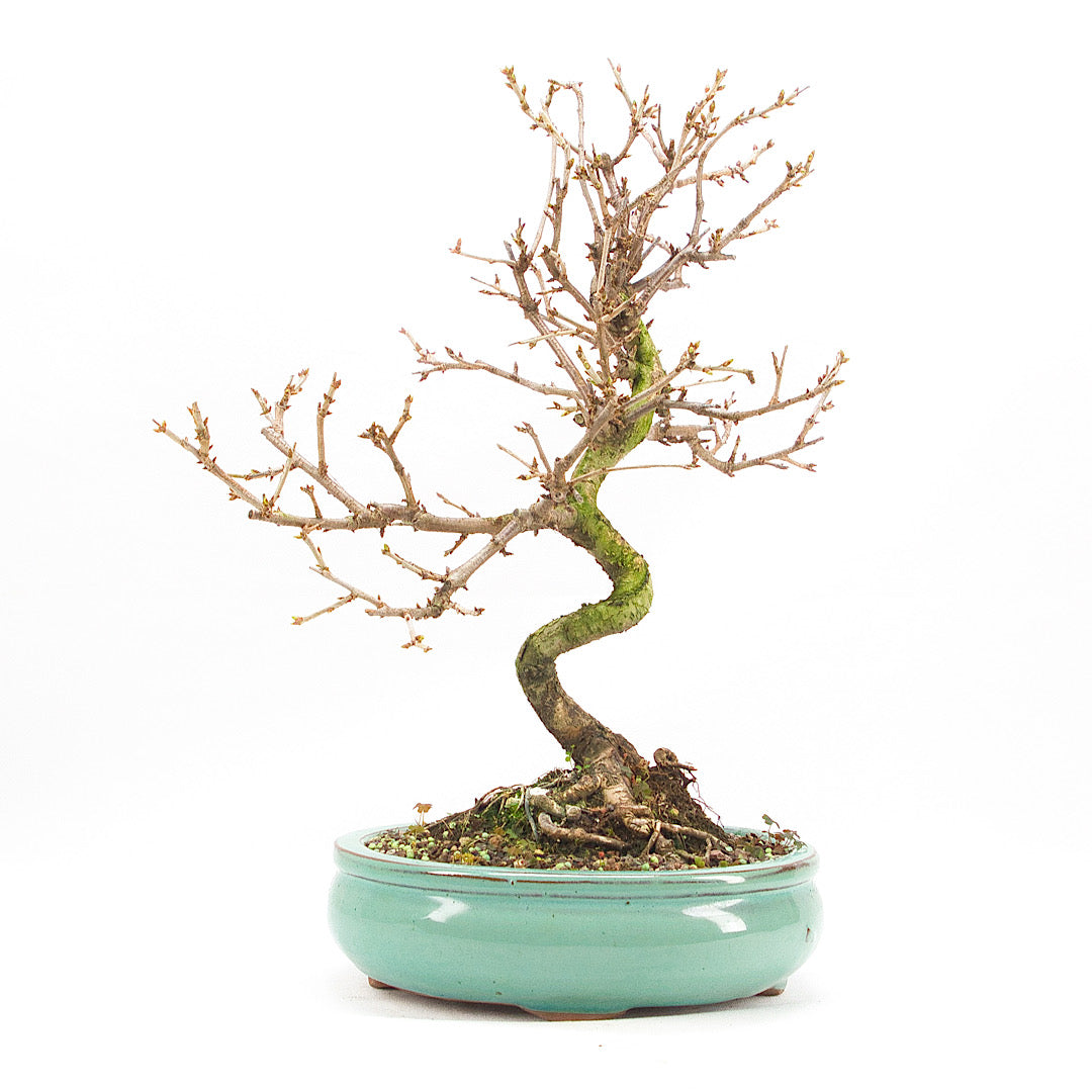 Steinweichsel 'Prunus mahaleb'