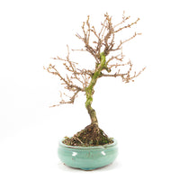 Steinweichsel 'Prunus mahaleb'