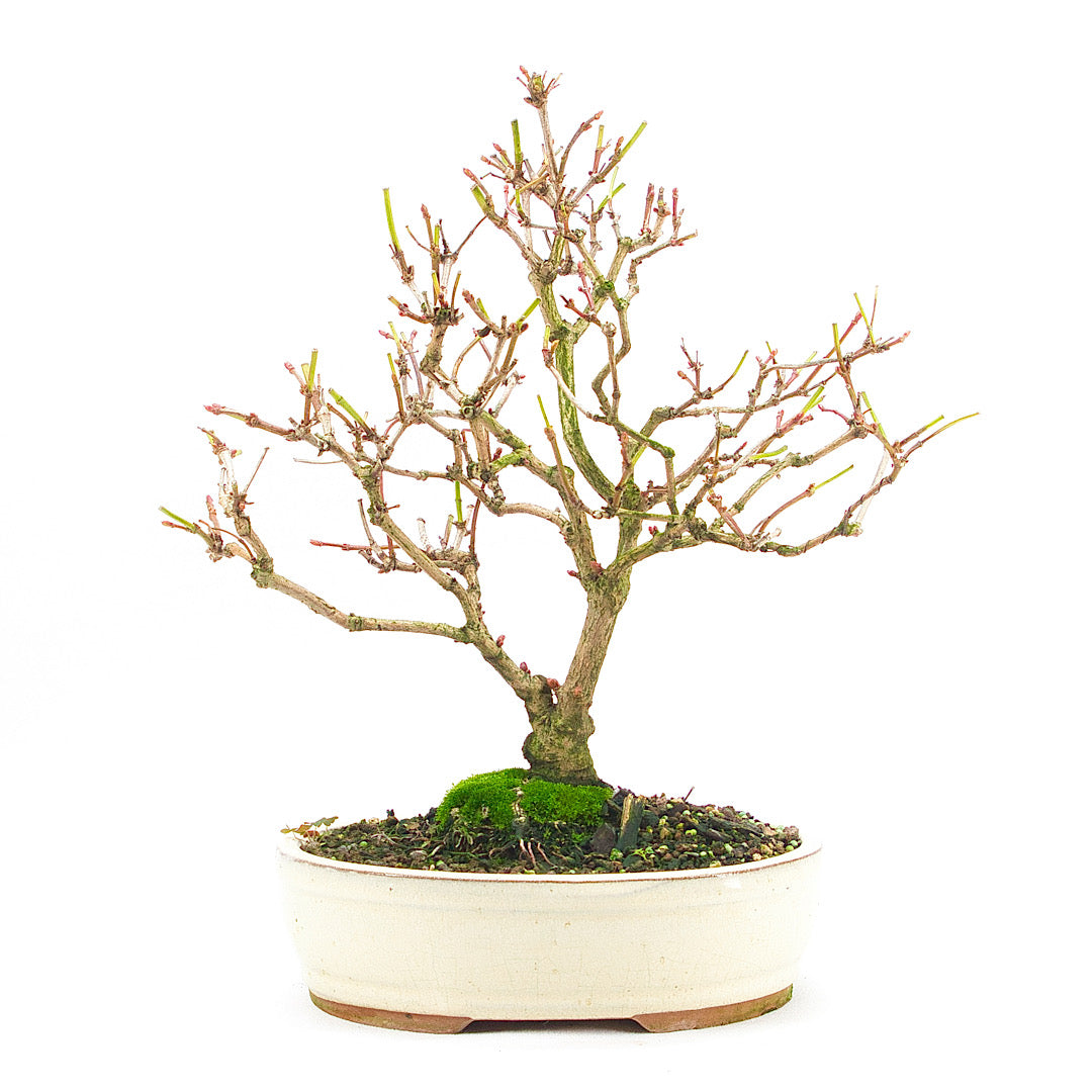 Gemeiner Schneeball 'Viburnum opulus'