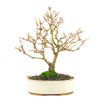 Gemeiner Schneeball 'Viburnum opulus'