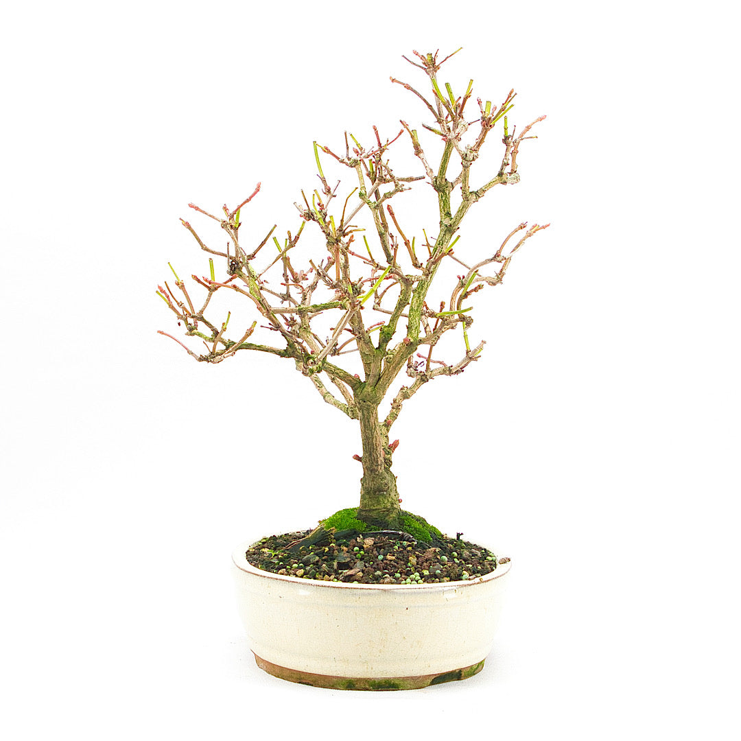 Gemeiner Schneeball 'Viburnum opulus'