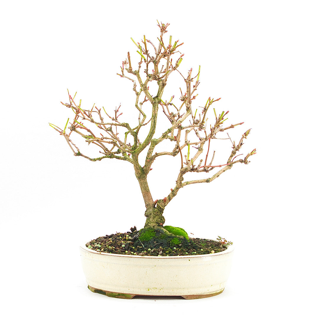 Gemeiner Schneeball 'Viburnum opulus'