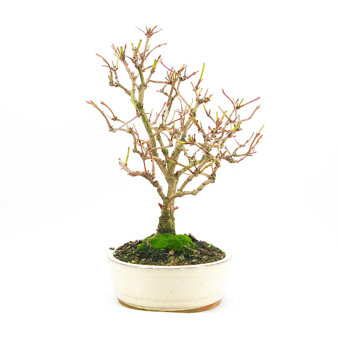 Gemeiner Schneeball 'Viburnum opulus'