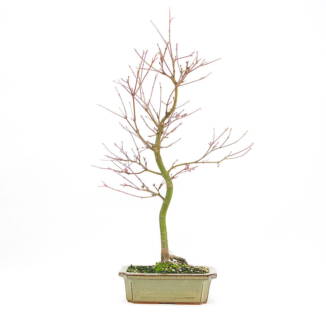 Fächer-Ahorn 'Acer palmatum 'Deshojo'