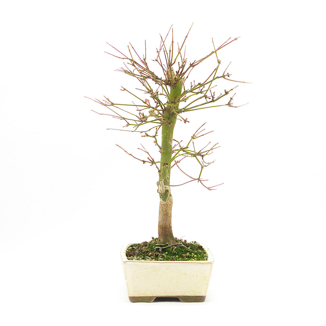 Fächer-Ahorn 'Acer palmatum 'Deshojo'