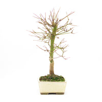 Fächer-Ahorn 'Acer palmatum 'Deshojo'