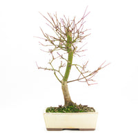 Fächer-Ahorn 'Acer palmatum 'Deshojo'