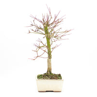 Fächer-Ahorn 'Acer palmatum 'Deshojo'