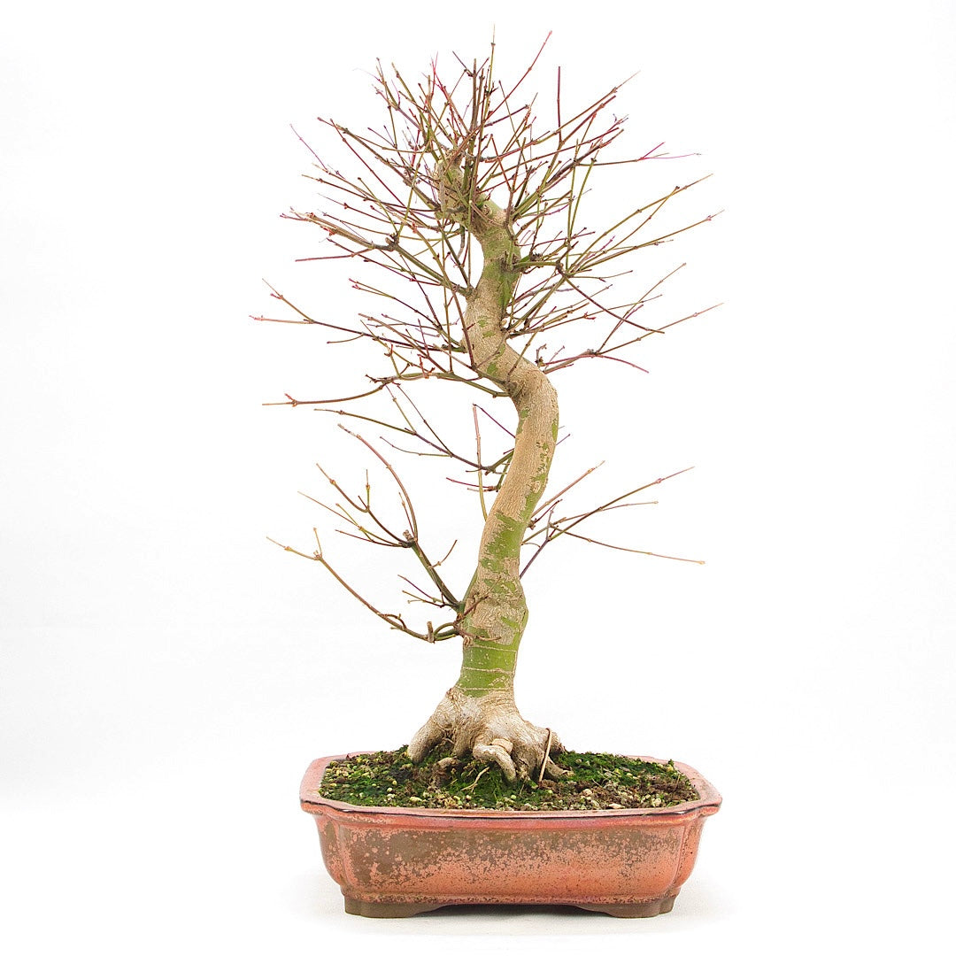 Fächer-Ahorn 'Acer palmatum 'Deshojo'