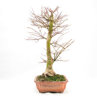 Fächer-Ahorn 'Acer palmatum 'Deshojo'